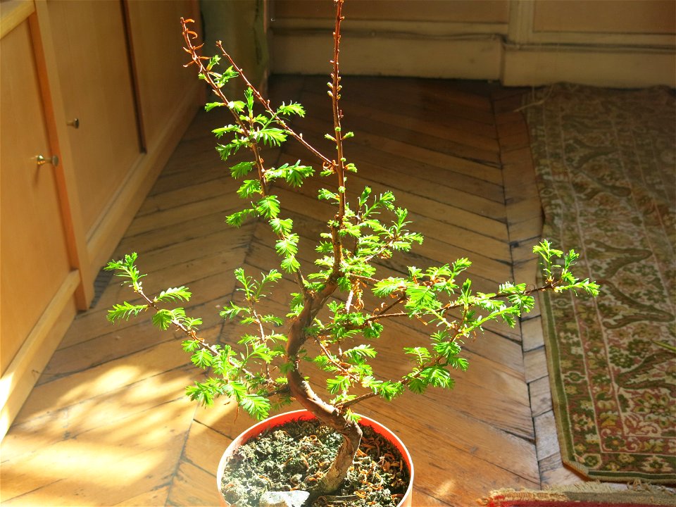 Metasequoia bonsai in march.