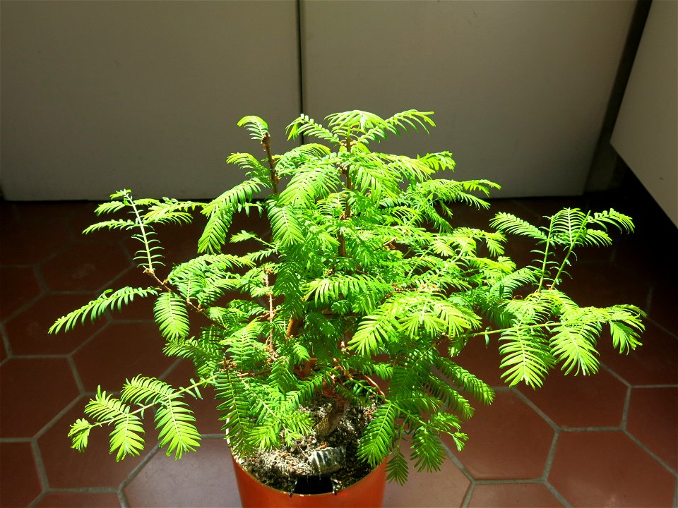 Metasequoia bonsai in april.