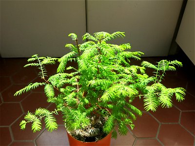 Metasequoia bonsai in april.