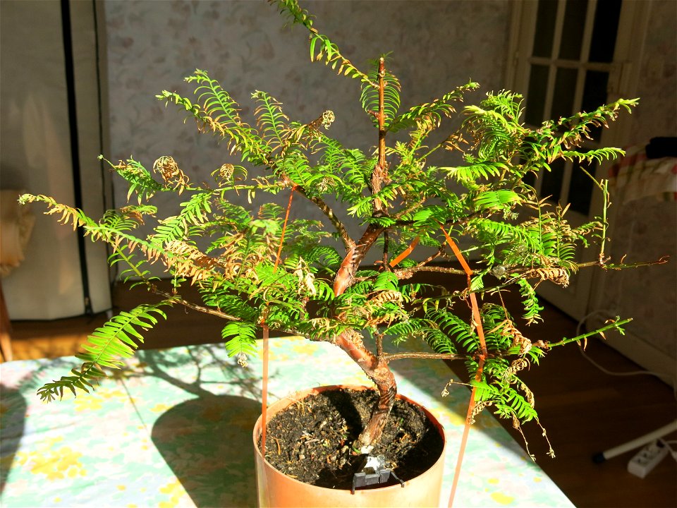 Metasequoia bonsai in june after pruning.