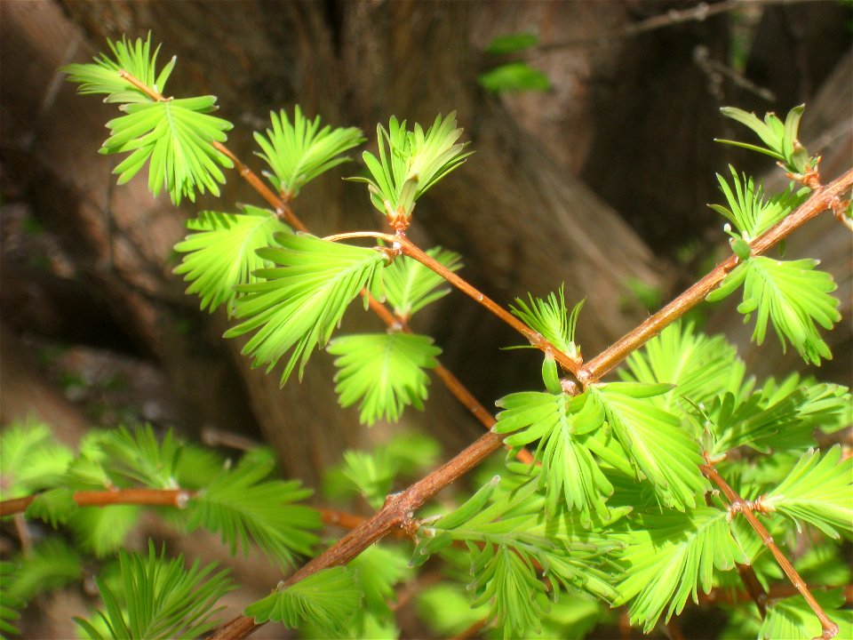 Metasequoia glyptostroboides, Arnold Arboretum, Jamaica Plain, Boston, Massachusetts, USA.