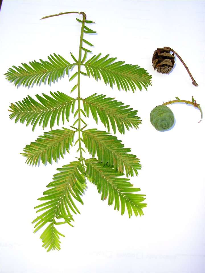 *Autore: Reedj.
Ramo con foglie e strobili (quello in alto maturo e lignificato) di Metasequoia glyptostroboides