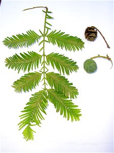 *Autore: Reedj.
Ramo con foglie e strobili (quello in alto maturo e lignificato) di Metasequoia glyptostroboides