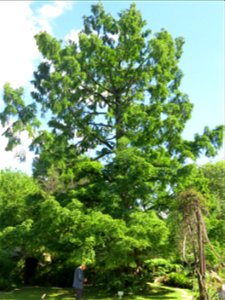 Metasequoia glyptostroboides in the Jardin des Plantes de Paris. Plant identified by its botanic label.