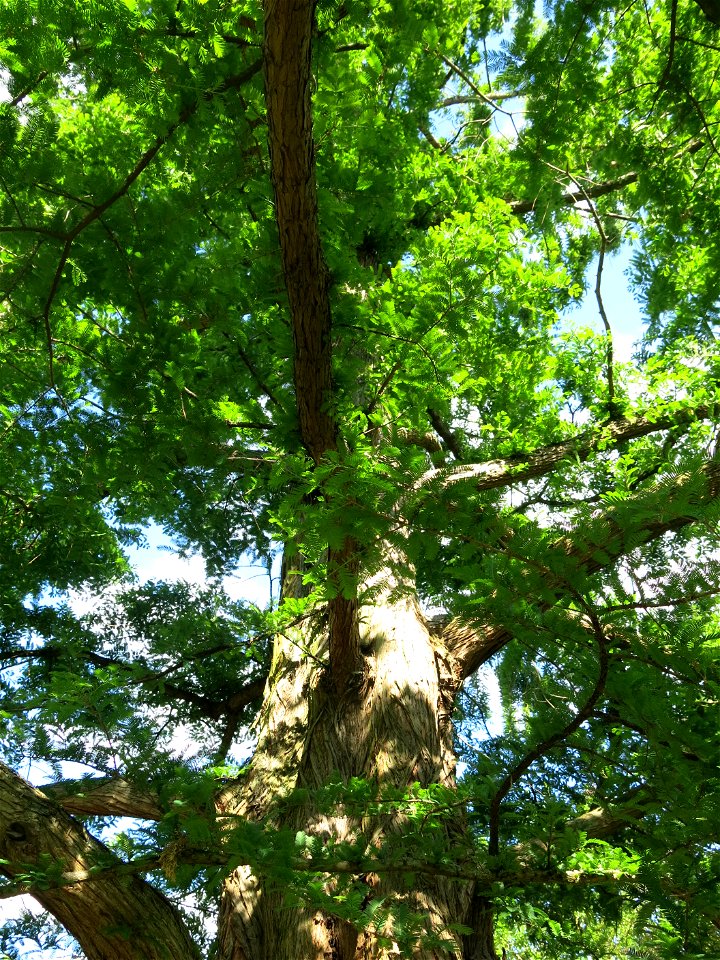 View from below of Metasequoia glyptostroboides in the Jardin des Plantes de Paris. Plant identified by its botanic label.