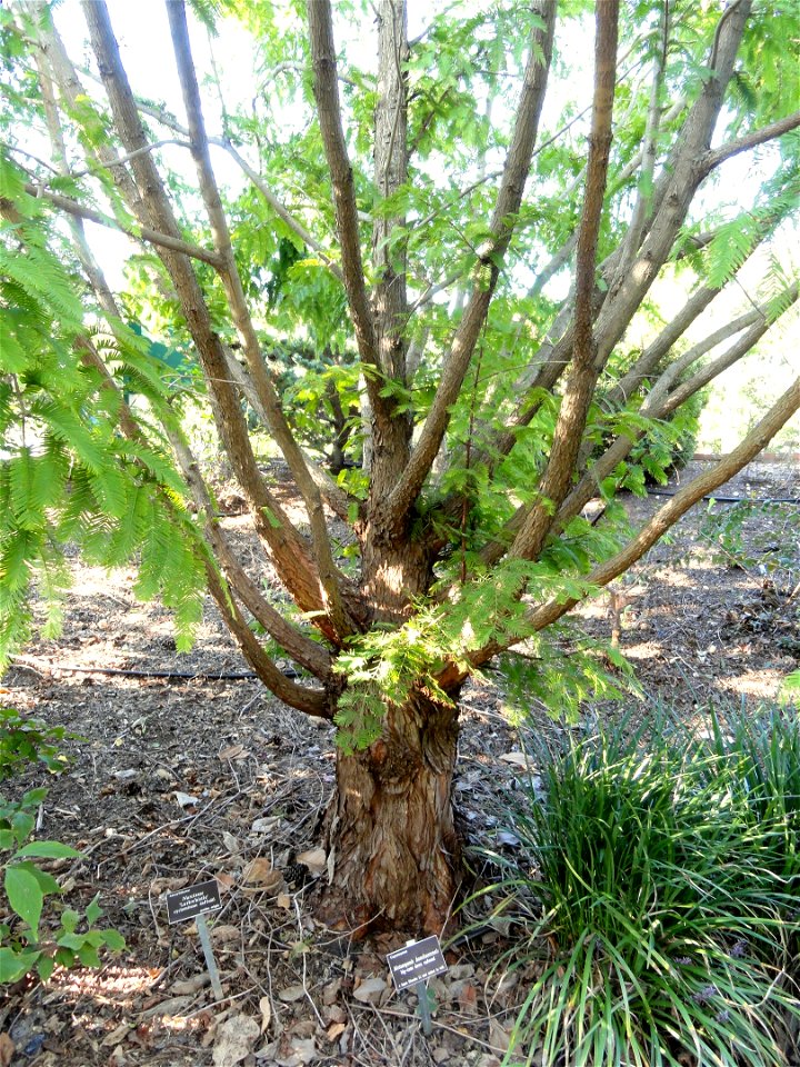 Metasequoia glyptostroboides (cultivated under synonym name "M. honshuenensis") specimen in the J. C. Raulston Arboretum (North Carolina State University), 4415 Beryl Road, Raleigh, North Carolina, US