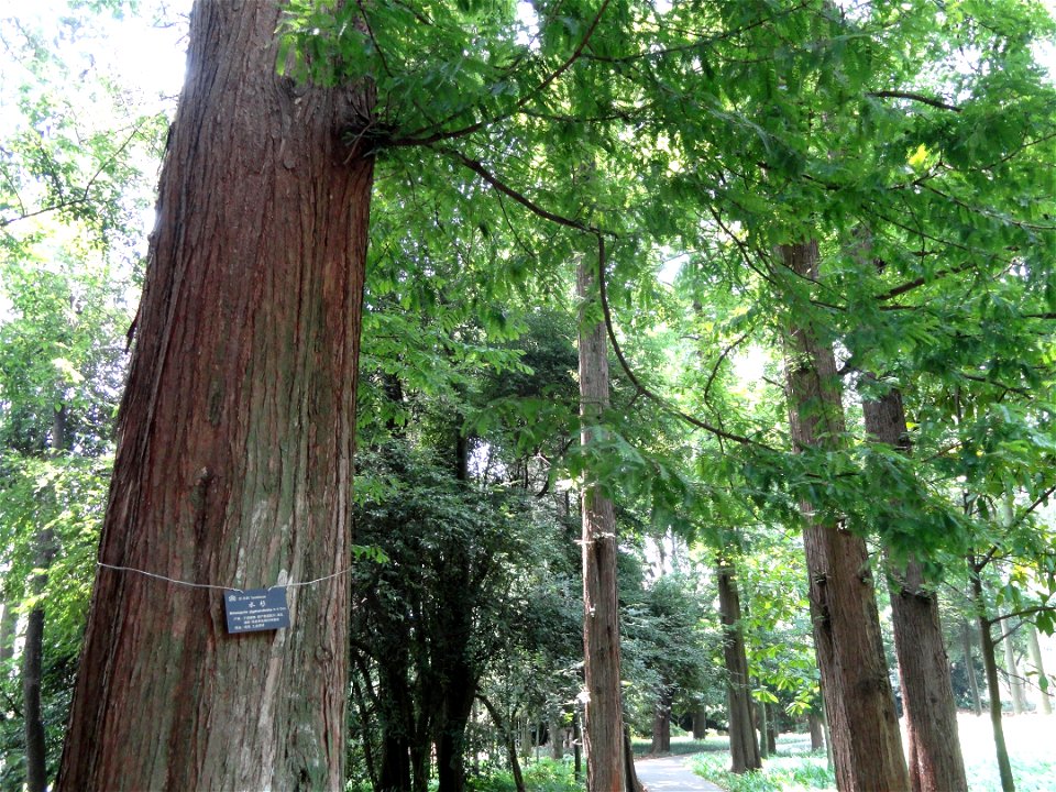 Plant specimen in the Kunming Botanical Garden, Kunming, Yunnan, China.