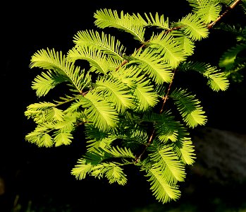 Dawn Redwood photo