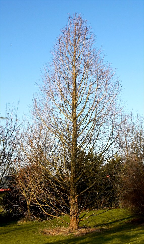 Dawn Redwood