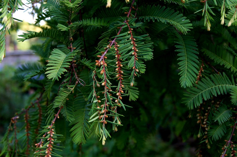 Metasequoia glyptostroboides Hu & Cheng. Historical tree of the Jardin des Plantes de Paris, planted in 1948. buds of male flowers. Critically endangered species