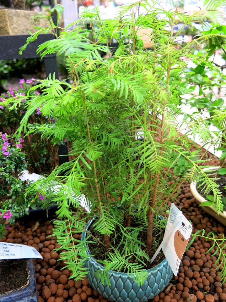 Metasequoia glyptostroboides bonsai. Identified by botanic label.