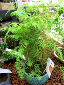 Metasequoia glyptostroboides bonsai. Identified by botanic label.