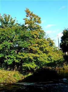 The Dawn Redwood on the island in the Garnock Water at Kilwinning Bridge, Ayrshire, Scotland.