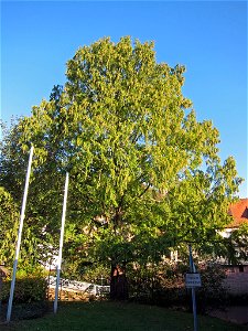 Urweltmammutbaum Gemünden photo