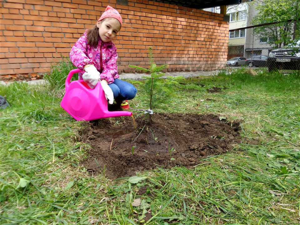 A girl waters a balsam fir seedling from a pink watering can. Petrozavodsk, 2020.