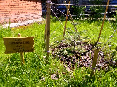 Balsam fir and the plate (Thank you, Anna Vladimirovna), the tree was planted in 2020. Petrozavodsk, 2021. photo