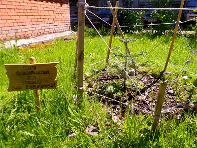 Balsam fir and the plate (Thank you, Anna Vladimirovna), the tree was planted in 2020. Petrozavodsk, 2021.