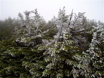 Rime ice on Balsam Fir Abies balsamea in the Krummholz zone on Mount Mansfield. photo