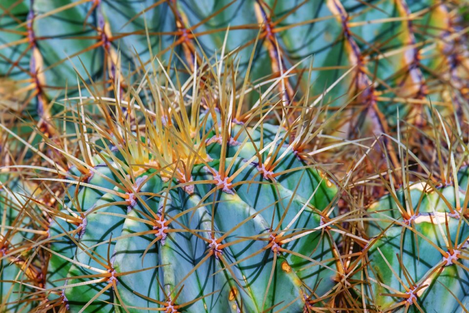 Cactaceae plant thorns