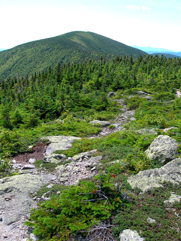 Carter Dome seen from Mt. Hight, NH, with Abies balsamea krummholz