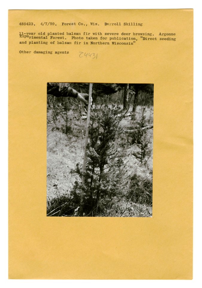 Injured Trees: General