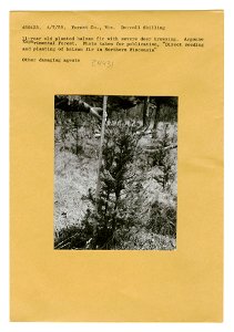 Injured Trees: General