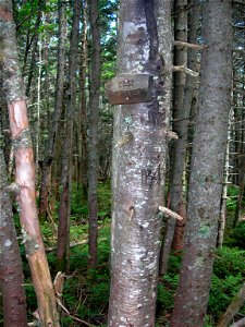 Summit sign, East Sleeper Mt., New Hampshire