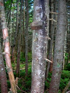 Summit sign, East Sleeper Mt., New Hampshire photo