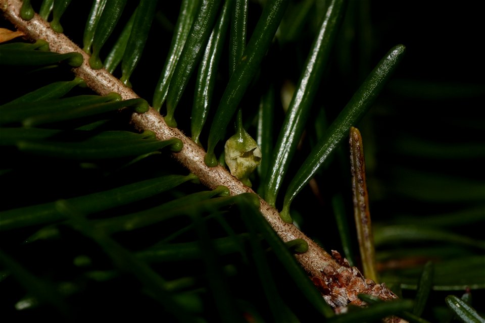 Balsam fir (Abies balsamea) showing galls caused by Paradiplosis tumifex. Observed in Temiscouata, Québec.