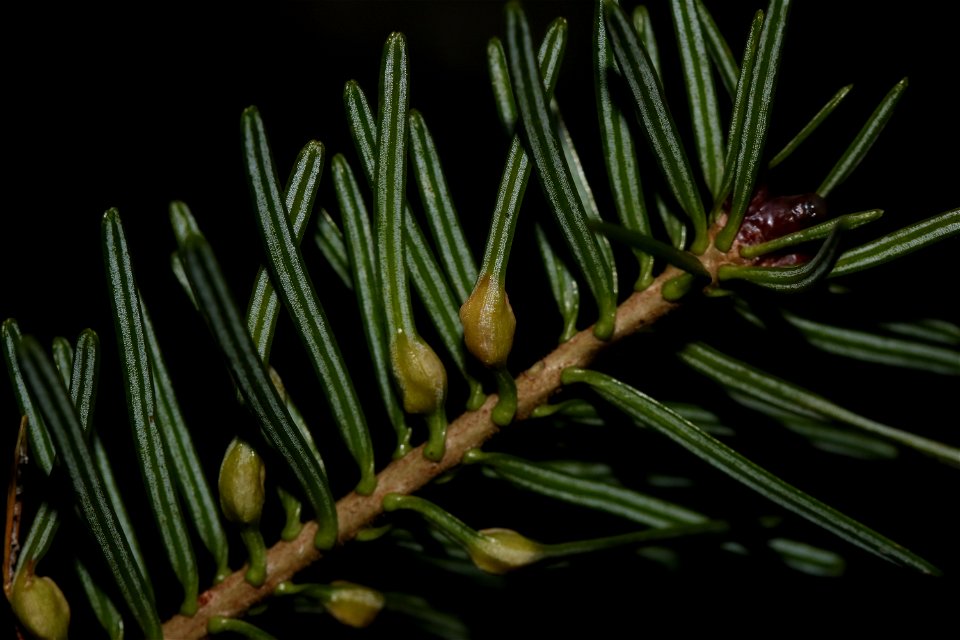 Balsam fir (Abies balsamea) showing galls caused by Paradiplosis tumifex. Observed in Temiscouata, Québec.