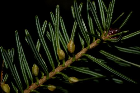 Balsam fir (Abies balsamea) showing galls caused by Paradiplosis tumifex. Observed in Temiscouata, Québec. photo
