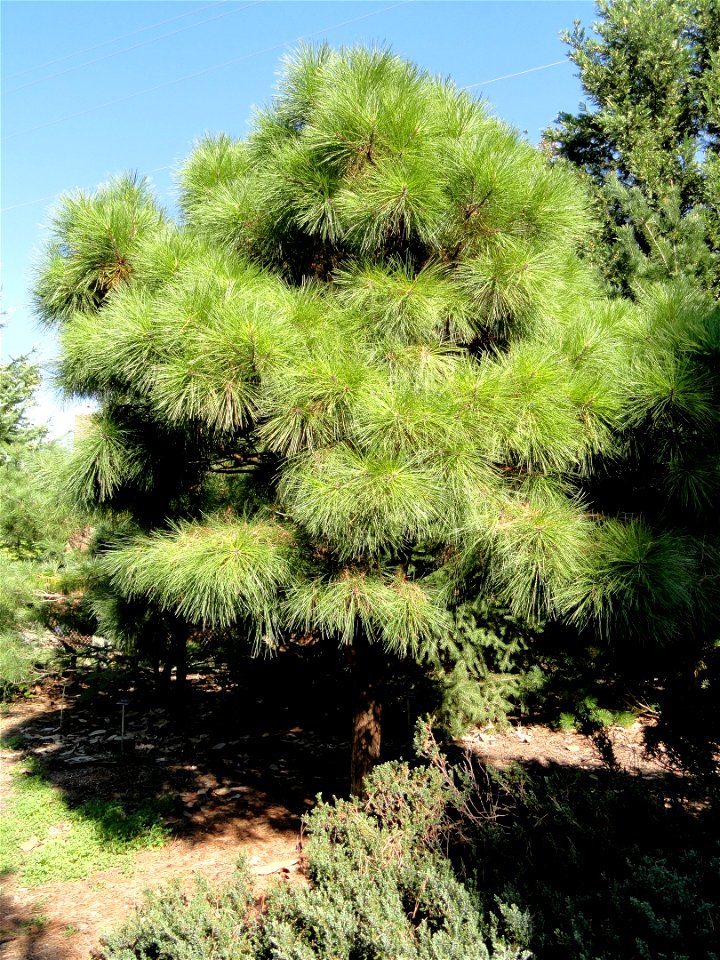 Pinus taeda 'Little Albert' specimen in the J. C. Raulston Arboretum (North Carolina State University), 4415 Beryl Road, Raleigh, North Carolina, USA.