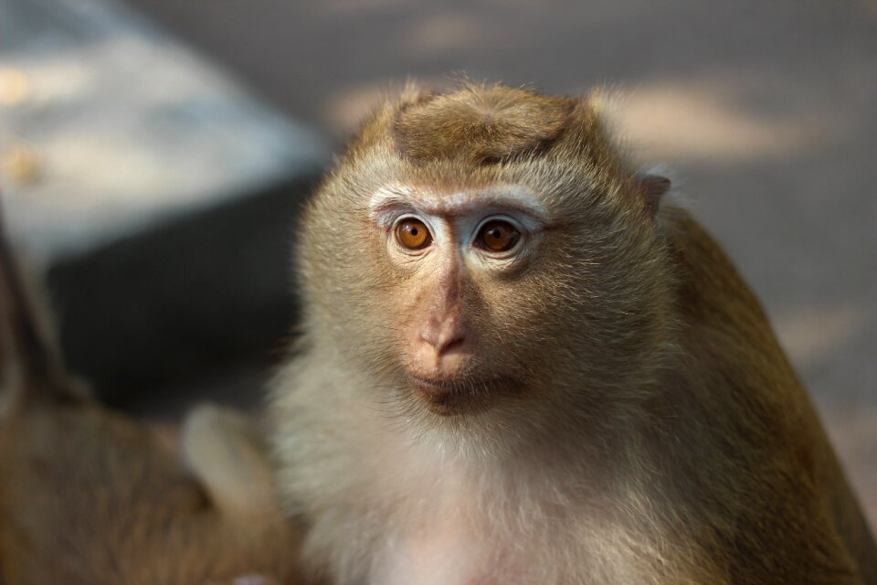 Monkey animal zoo