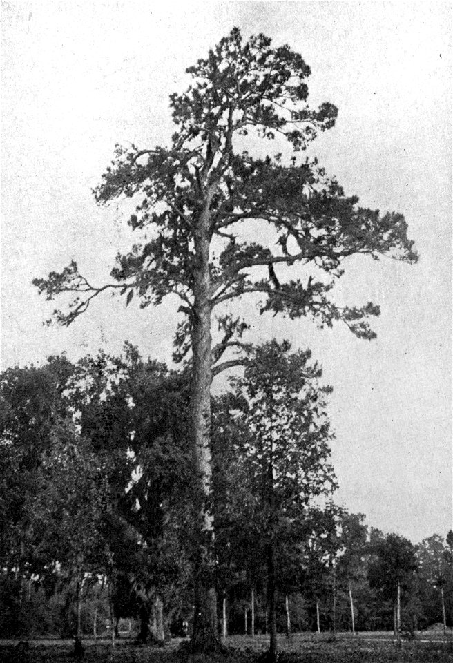 A Southern Pine (Pinus palustris) between Thomson and Augusta. Scanned image from book by John Muir, A Thousand Mile Walk to the Gulf published in 1916 and in the Public Domain from Archive.org. Image