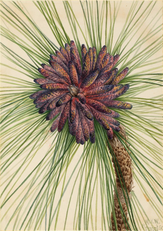 Longleaf Pine (Pinus palustris)