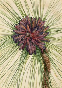 Longleaf Pine (Pinus palustris)