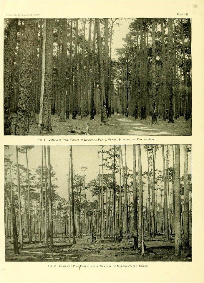 Images of virgin longleaf pine woods in Louisiana and a stand of longleaf pine after timber removal
