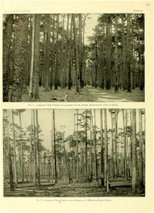 Images of virgin longleaf pine woods in Louisiana and a stand of longleaf pine after timber removal