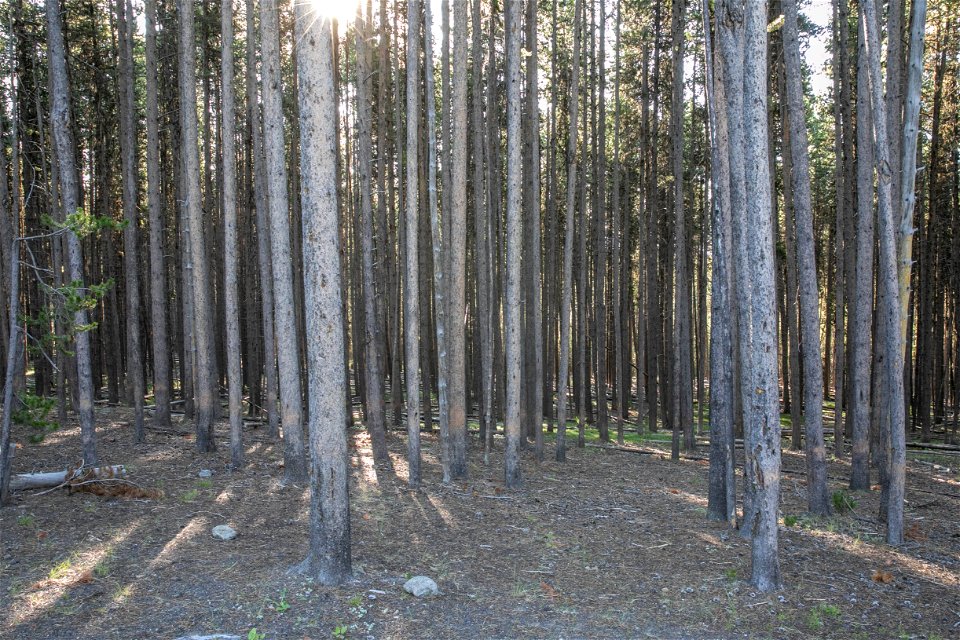 Lodgepole pine forest