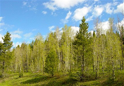 I took this image of quaking aspen (Populus tremuloides) and lodgepole pine (Pinus contorta) grove in Shoshone National Forest in May 2005, and I release all rights to the public domain. photo