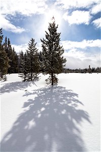 Lodgepole pines in Gardners Hole in winter