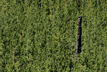 Lodgepole pine forest along the Madison river