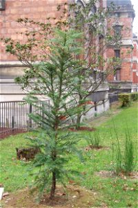 The wollemi pine
