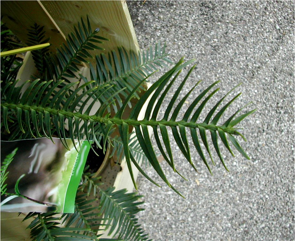 Picture of a branch of Wollemia nobilis, taken at Hortus Botanicus of Amsterdam. The tree is in a box for sale.