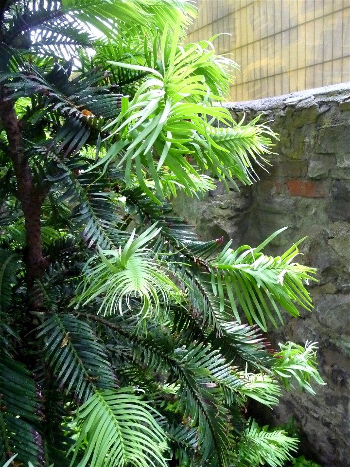 Wollemia nobilis Landesgartenschau Aschersleben 2010
