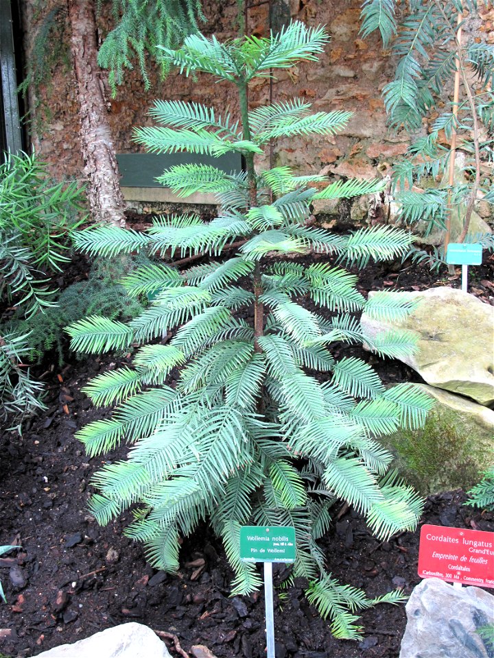 Wollemia nobilis in the New-Caledonia greenhouse of the Jardin des Plantes in Paris.