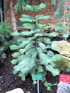 Wollemia nobilis in the New-Caledonia greenhouse of the Jardin des Plantes in Paris.