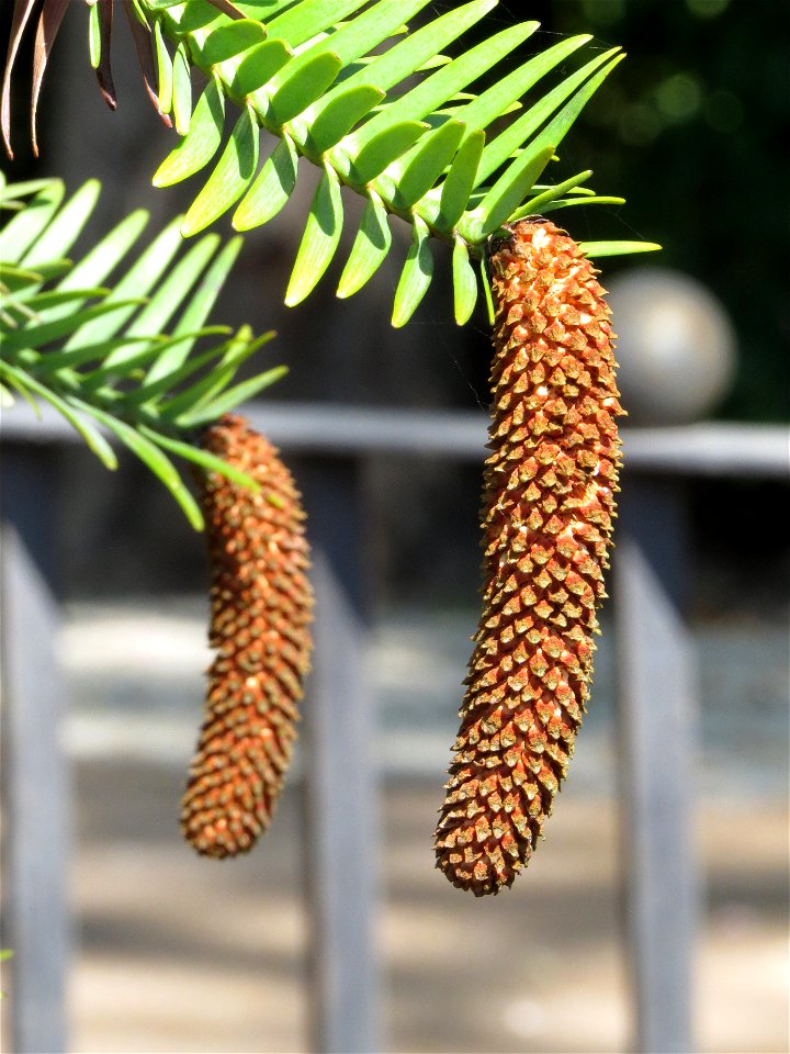 Conos masculinos de Wollemia nobilis, Parque del Retiro, Madrid, España.