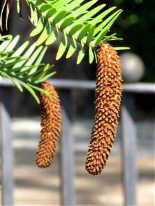 Conos masculinos de Wollemia nobilis, Parque del Retiro, Madrid, España.