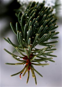 Spruce Needles photo